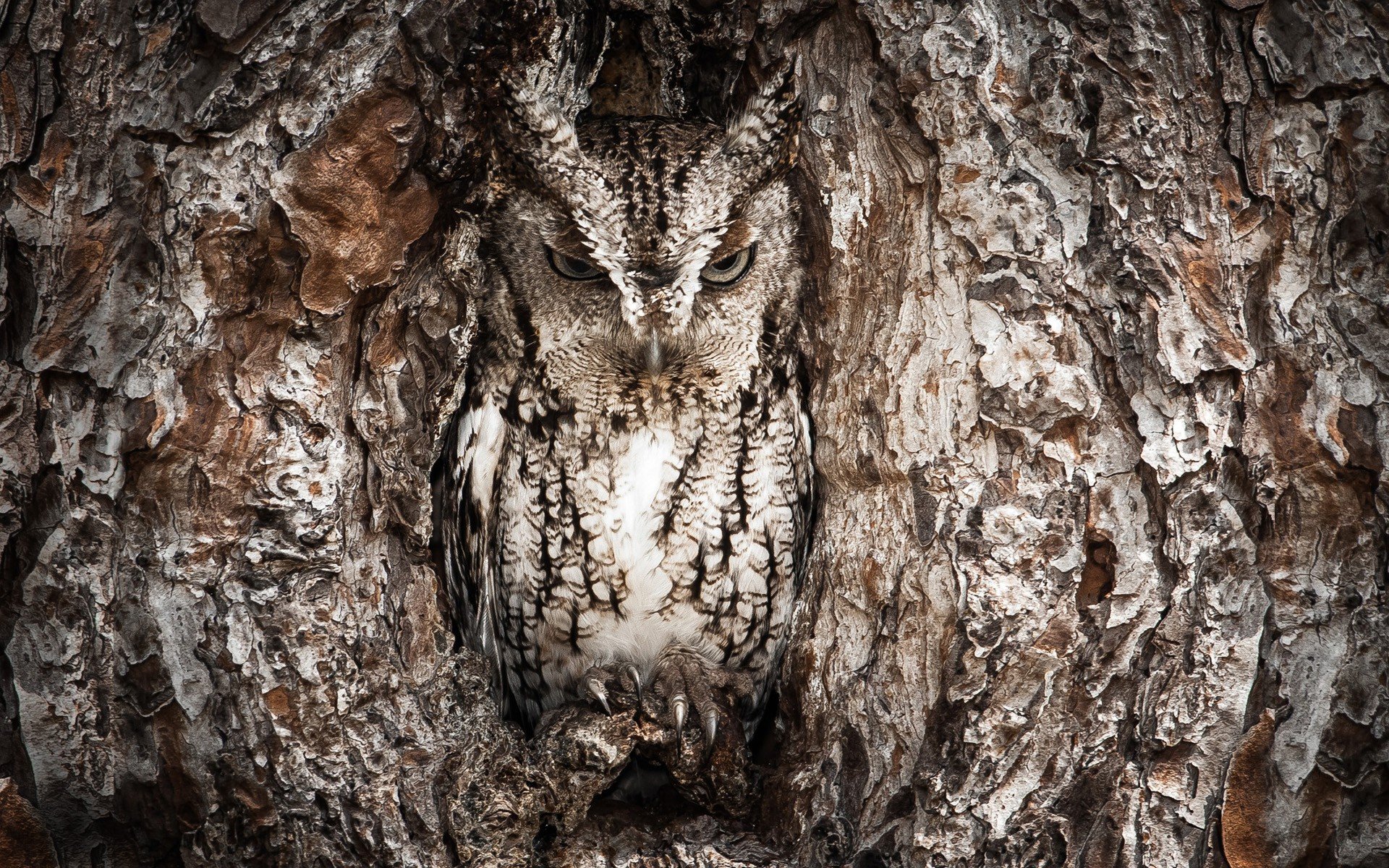 trees, Owls, Camouflage Wallpaper