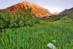 landscapes, Nature, Meadows, California, Land, Wildflowers
