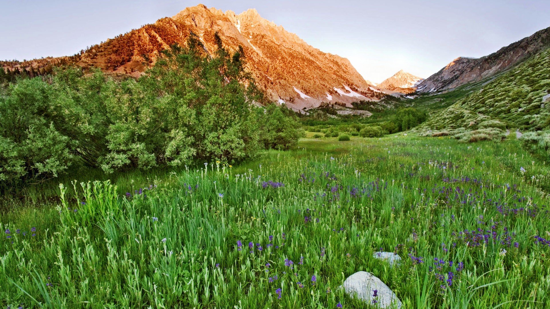 landscapes, Nature, Meadows, California, Land, Wildflowers Wallpaper