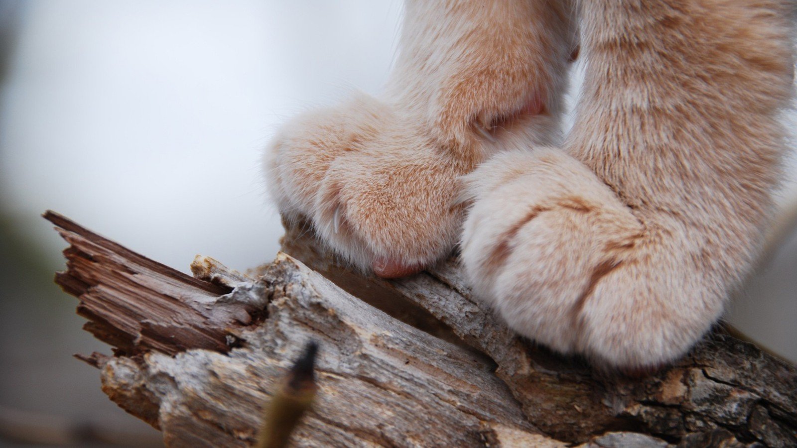 cats Wallpaper