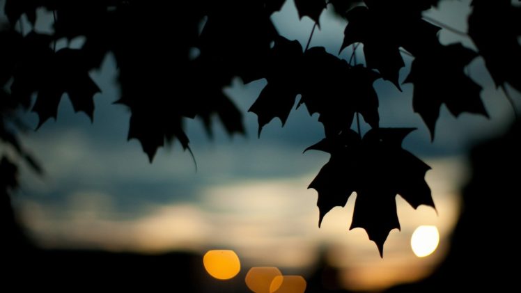 nature, Trees, Leaves, Silhouettes, Bokeh HD Wallpaper Desktop Background