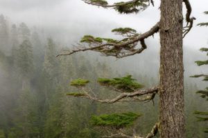 nature, Trees, Forests, Mist