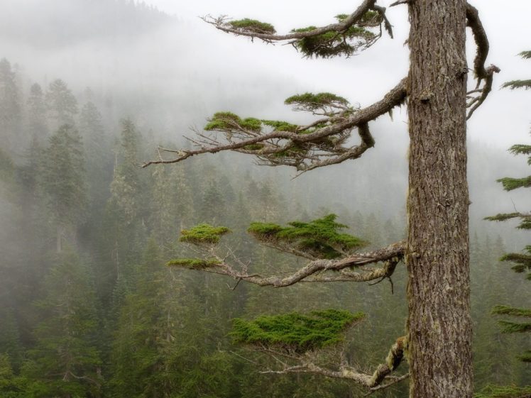 nature, Trees, Forests, Mist HD Wallpaper Desktop Background