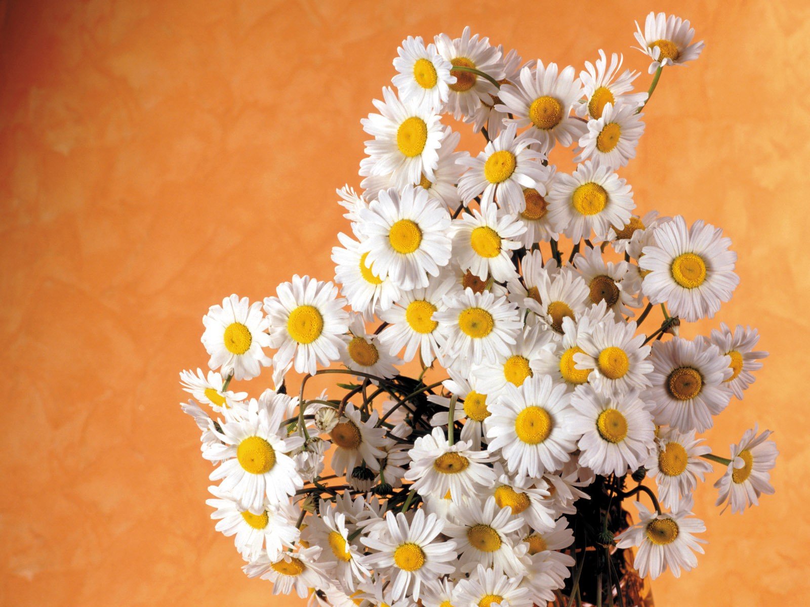 flowers Wallpaper