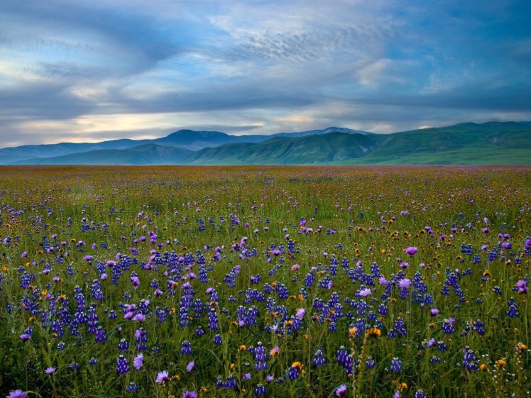 mountains, Landscapes, Nature, Meadows, California, Blue, Flowers, Wildflowers HD Wallpaper Desktop Background