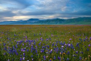 mountains, Landscapes, Nature, Meadows, California, Blue, Flowers, Wildflowers