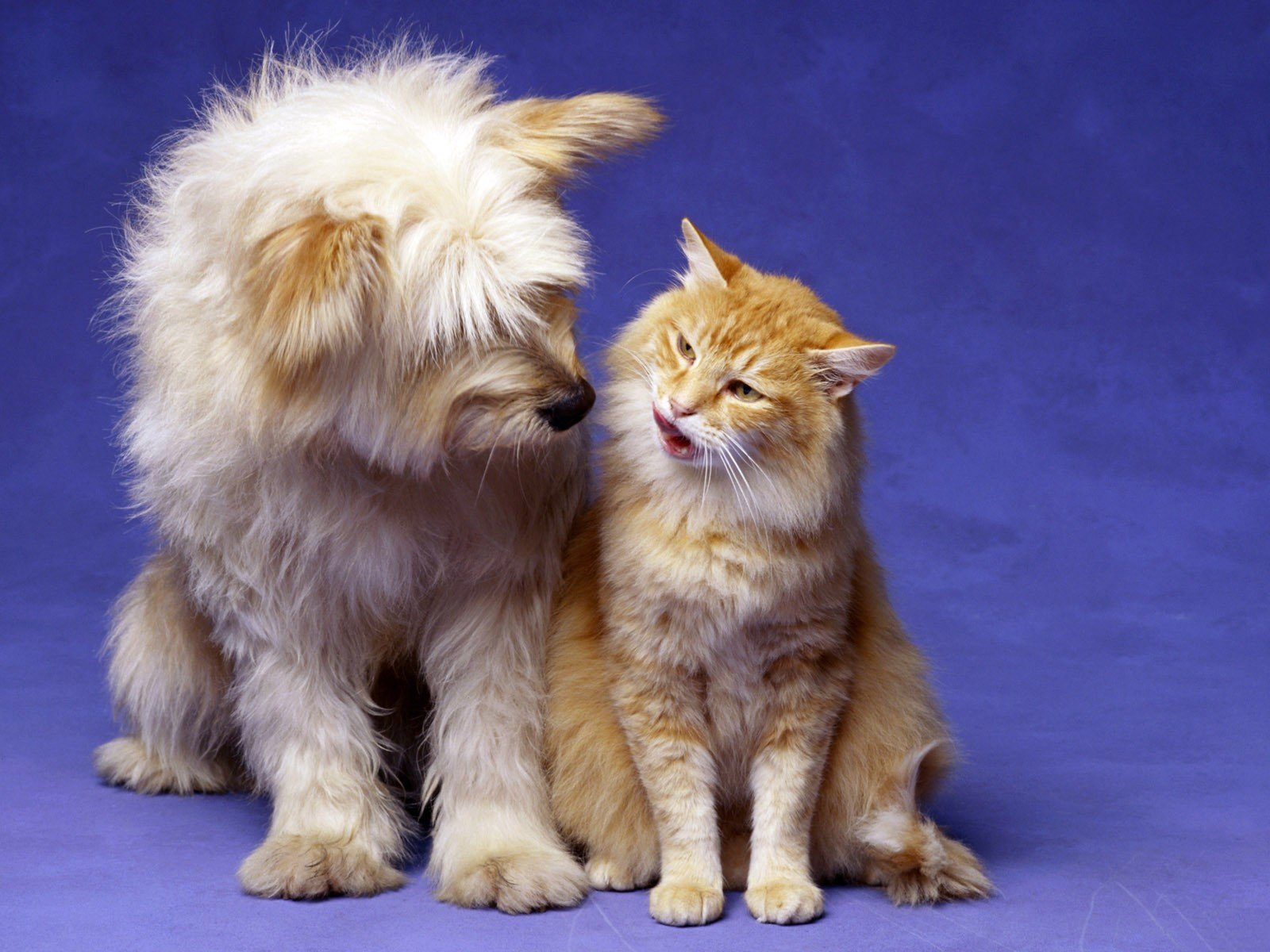 cats, Animals, Dogs Wallpaper