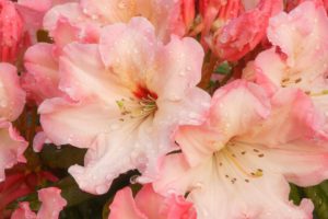 flowers, Blossoms, Pink, Flowers, Rhododendron
