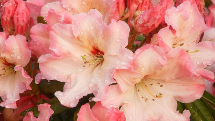 flowers, Blossoms, Pink, Flowers, Rhododendron HD Wallpaper Desktop Background