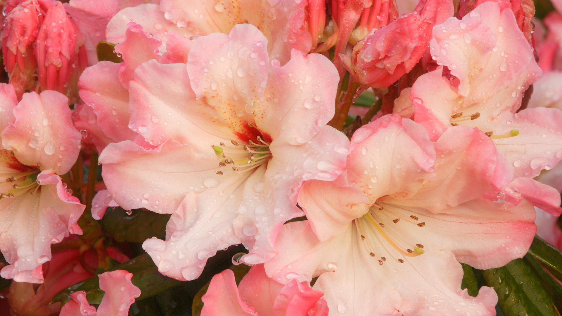 flowers, Blossoms, Pink, Flowers, Rhododendron Wallpaper