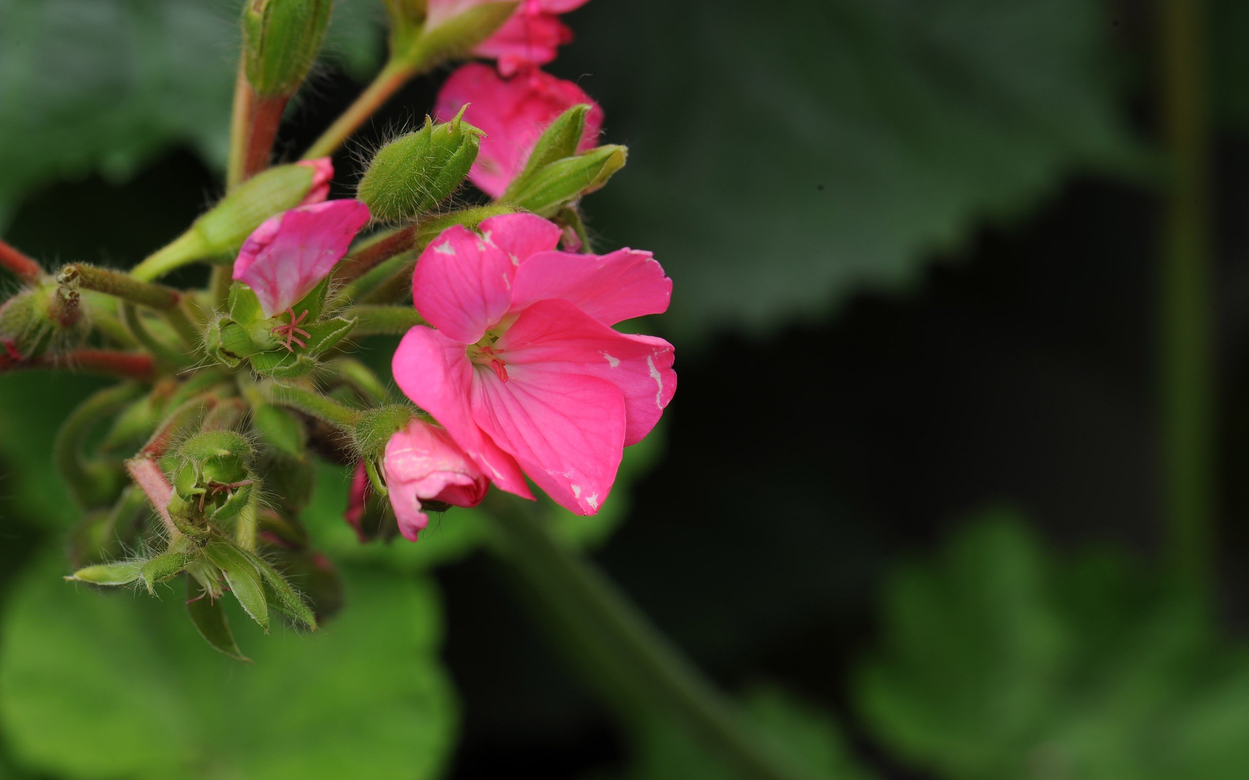 flowers, Kei Wallpaper