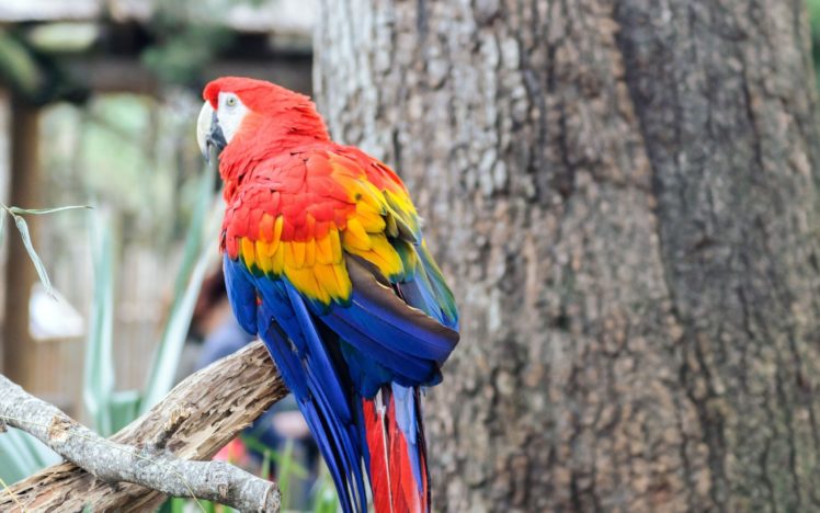 birds, Animals, Parrots, Scarlet, Macaws HD Wallpaper Desktop Background