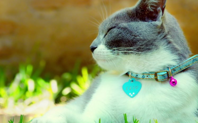 cat, With, Collar HD Wallpaper Desktop Background