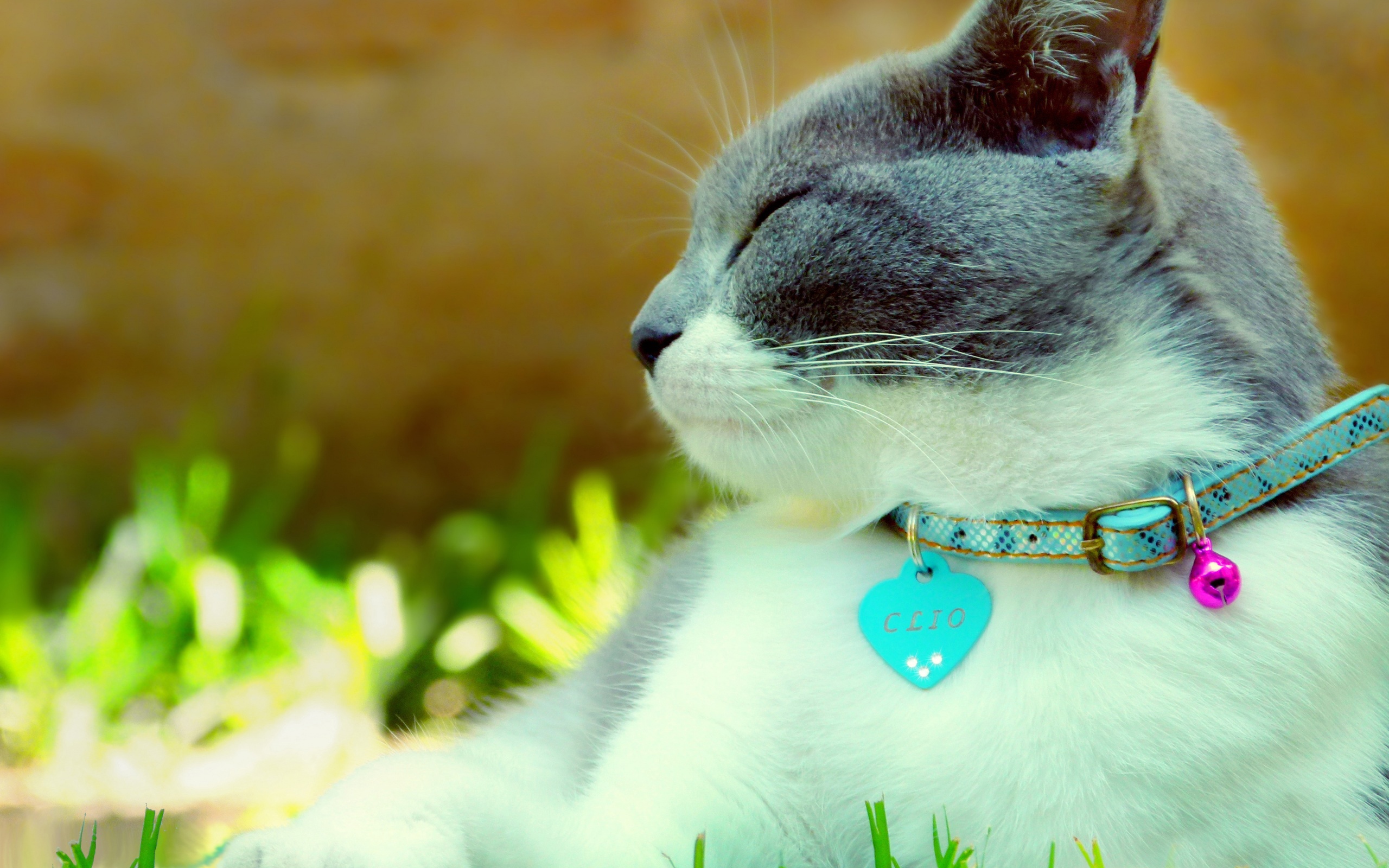 cat, With, Collar Wallpaper