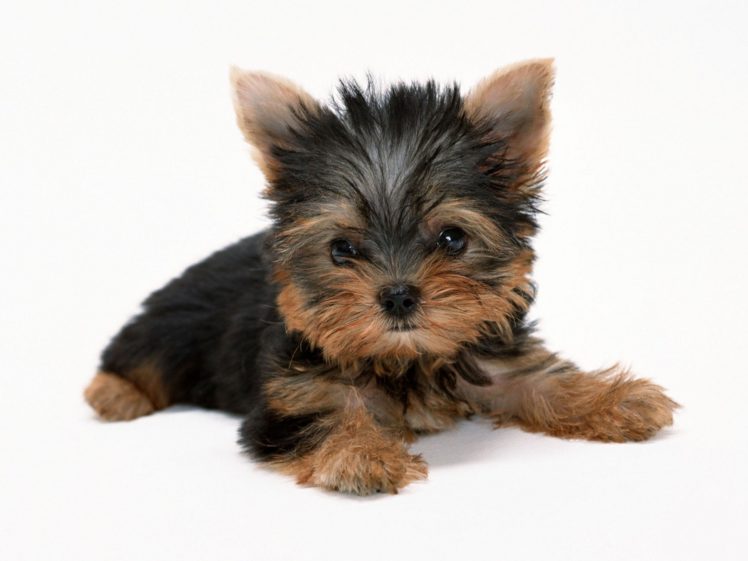 animals, Dogs, Puppies, Yorkshire, Terrier, White, Background HD Wallpaper Desktop Background
