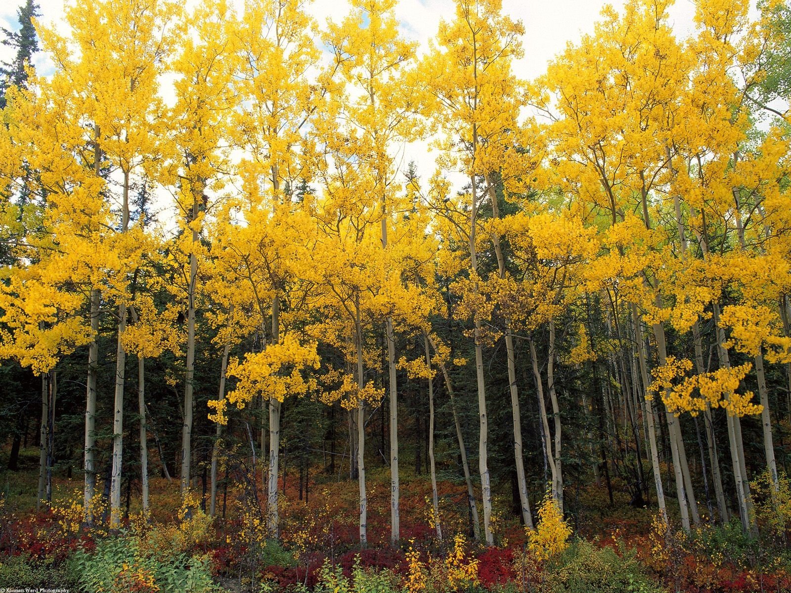 nature, Trees Wallpaper