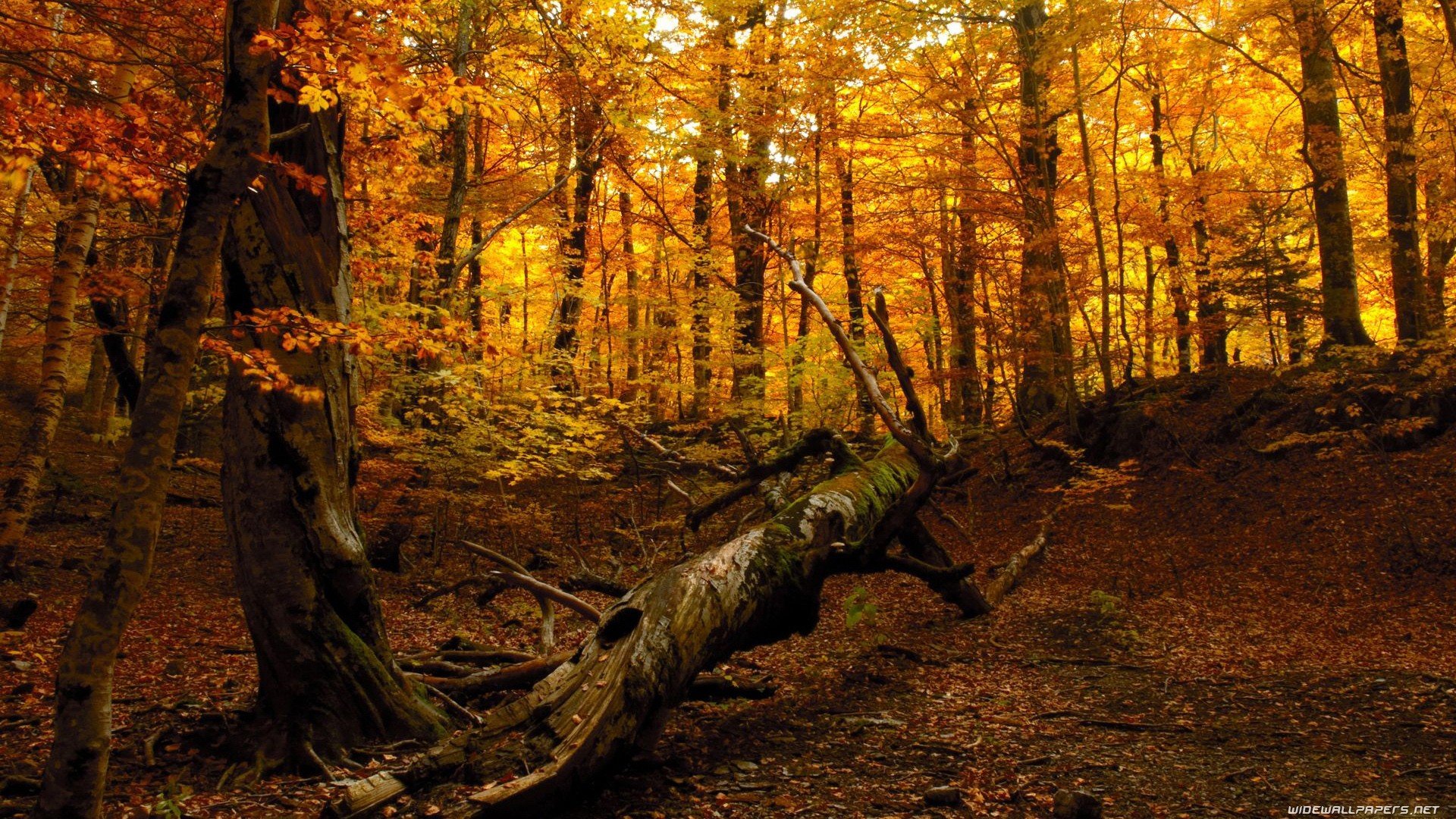 landscapes, Nature, Trees, Autumn Wallpaper