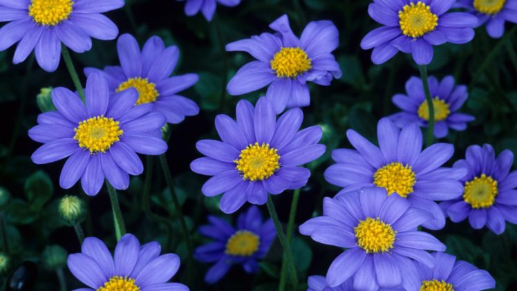 blue, Flowers HD Wallpaper Desktop Background