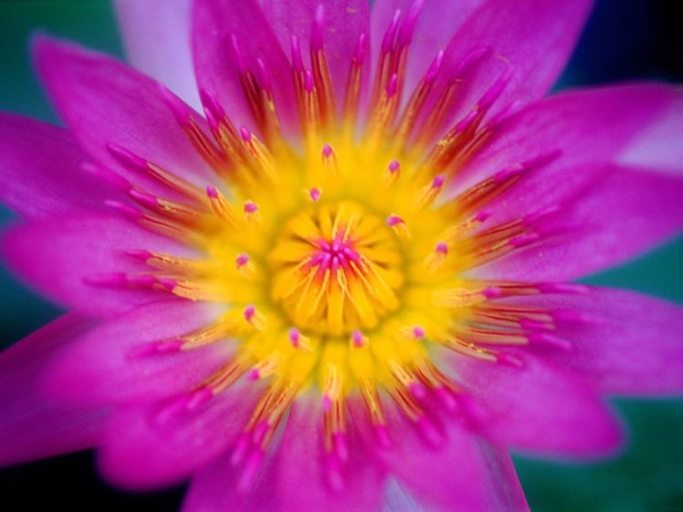 pink, Flowers, Water, Lilies HD Wallpaper Desktop Background