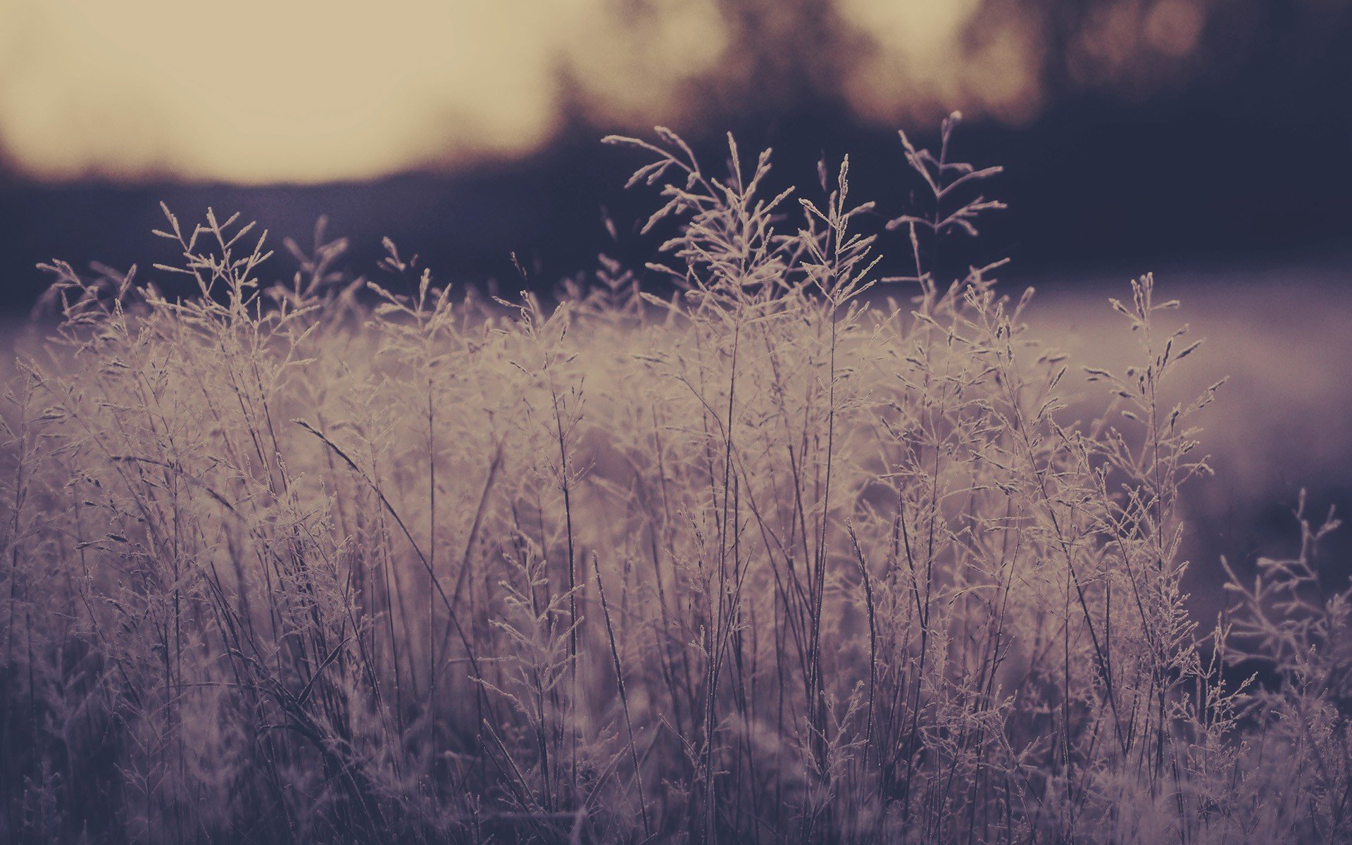 nature, Photo, Filters Wallpaper