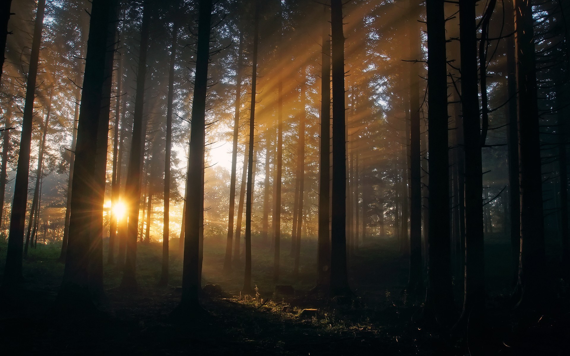 landscapes, Forest, Sunlight Wallpaper