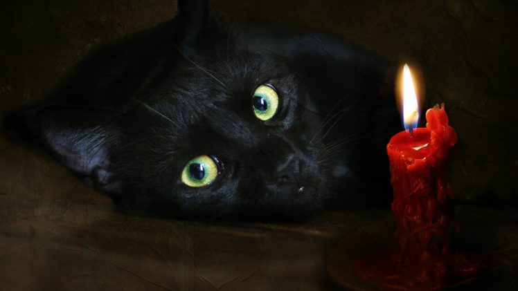 cats, Scenic, Candles HD Wallpaper Desktop Background