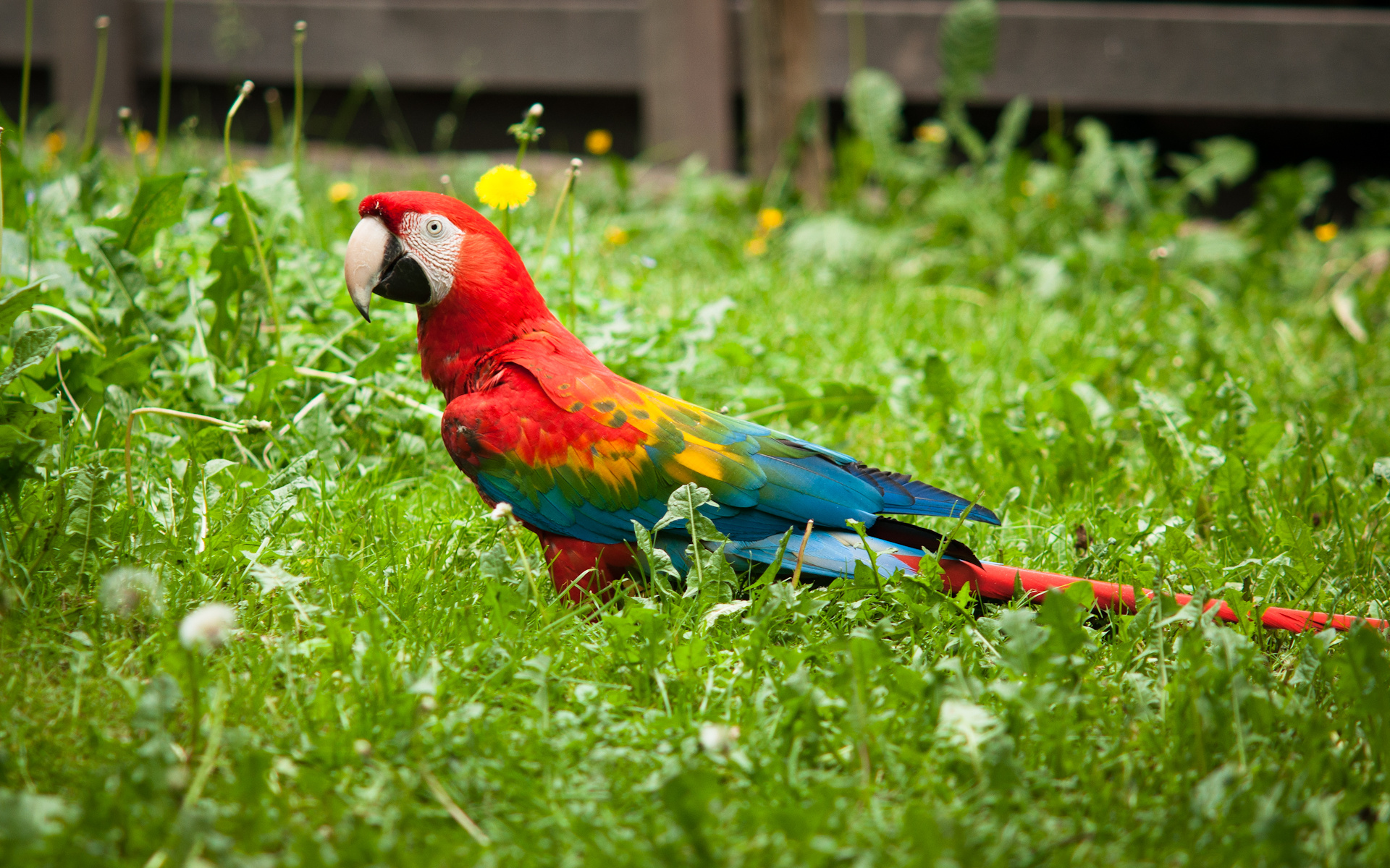 parrot Wallpaper