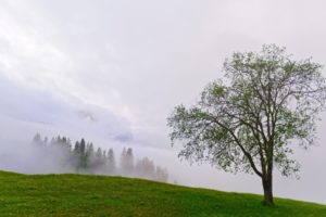 trees, Hill, Fog, Mist