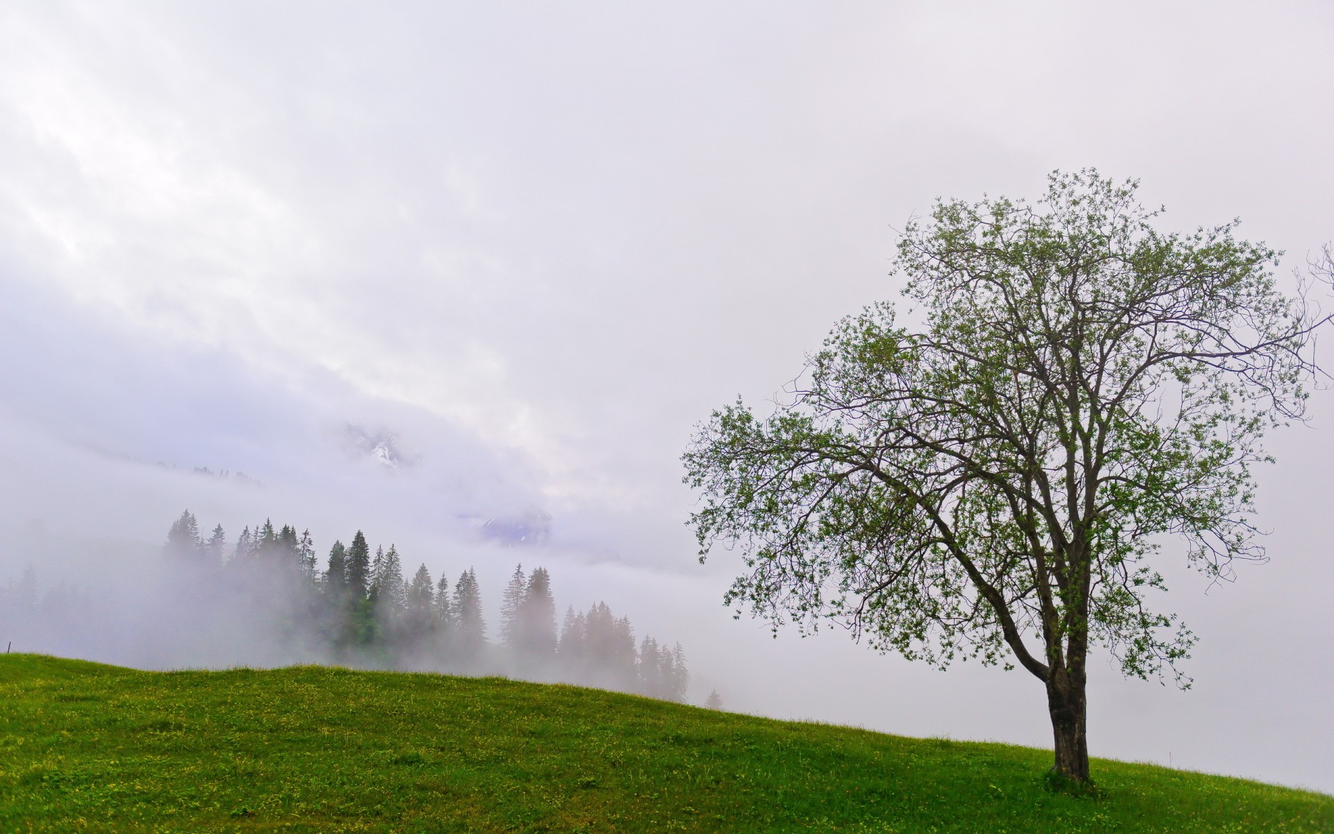 trees, Hill, Fog, Mist Wallpaper