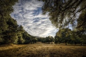 old, Orchard, Hdr