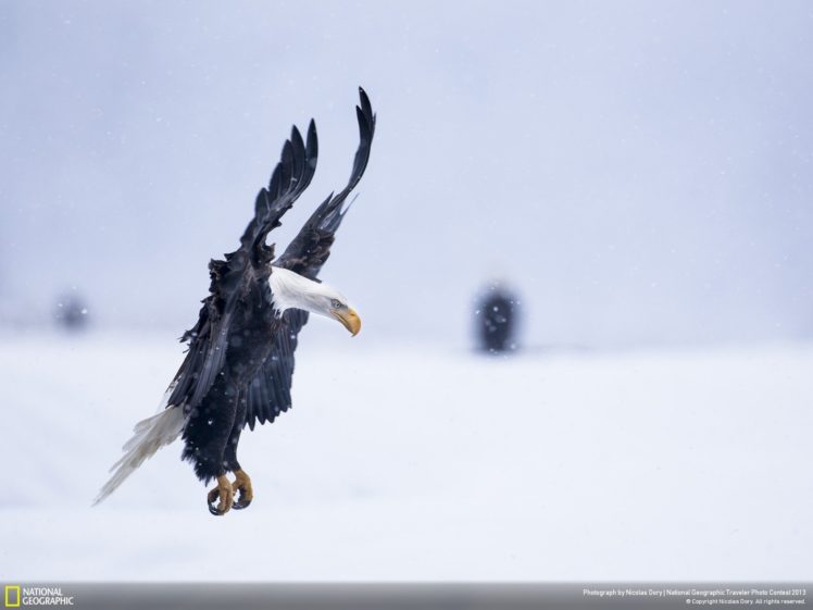 landscapes, Nature, Snow, Birds, Eagles HD Wallpaper Desktop Background