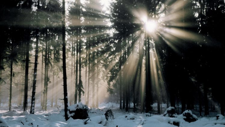 winter, Forests, Germany, Mist HD Wallpaper Desktop Background