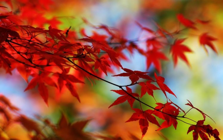 nature, Plants HD Wallpaper Desktop Background