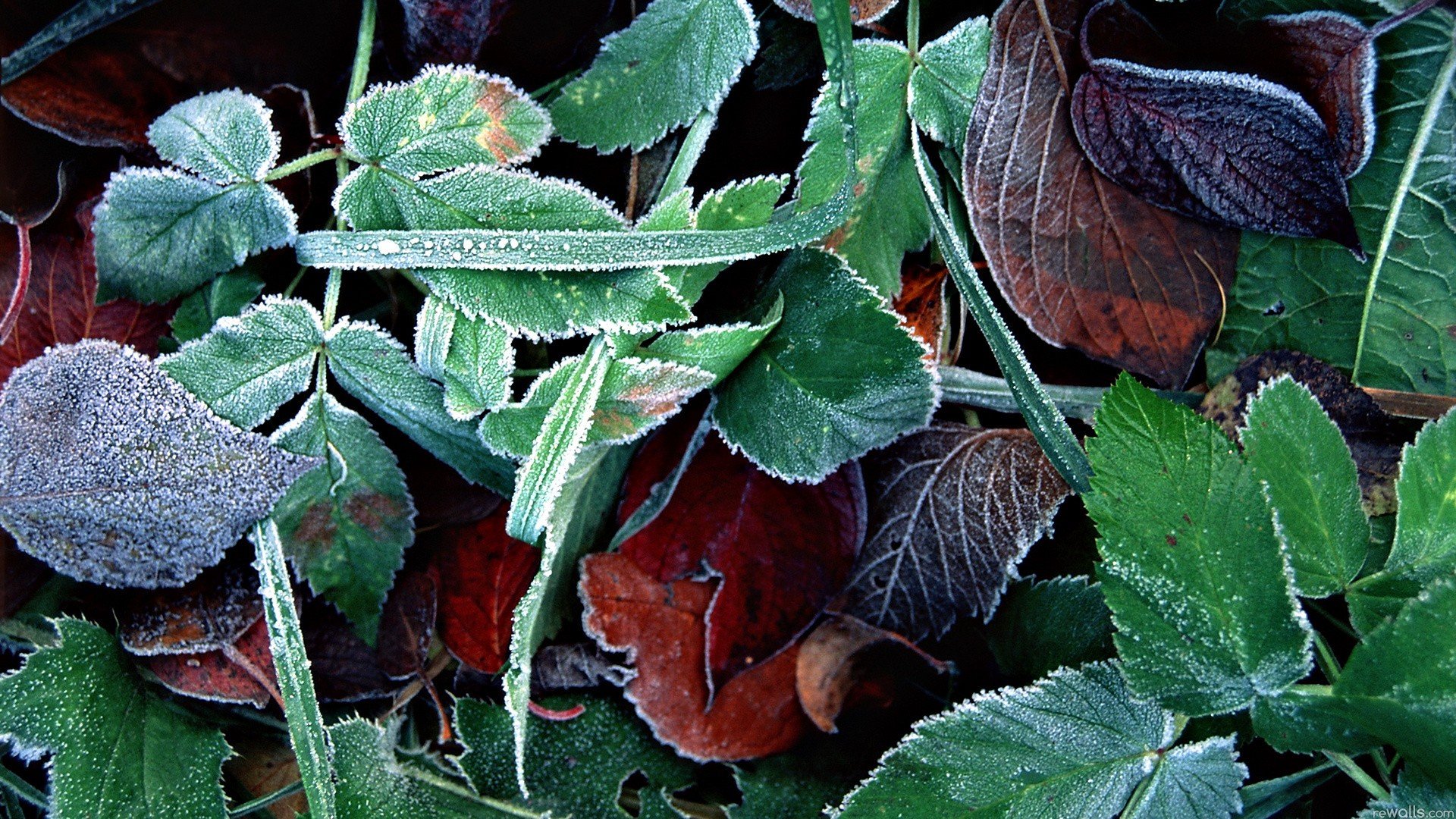 leaves, Plants Wallpaper
