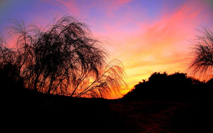 sunset, Trees HD Wallpaper Desktop Background