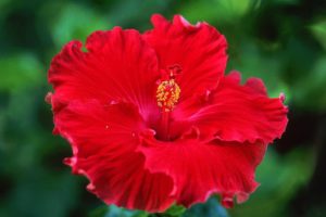 flowers, Hibiscus, Red, Flowers