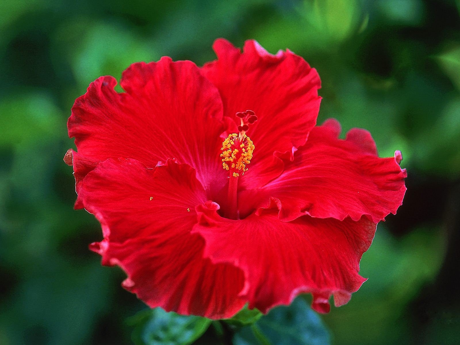 flowers, Hibiscus, Red, Flowers Wallpaper