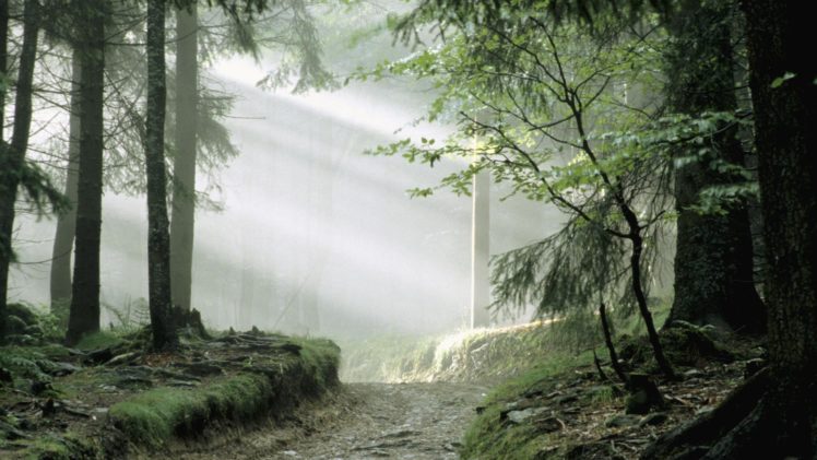 forests, Germany, Bavaria, National HD Wallpaper Desktop Background