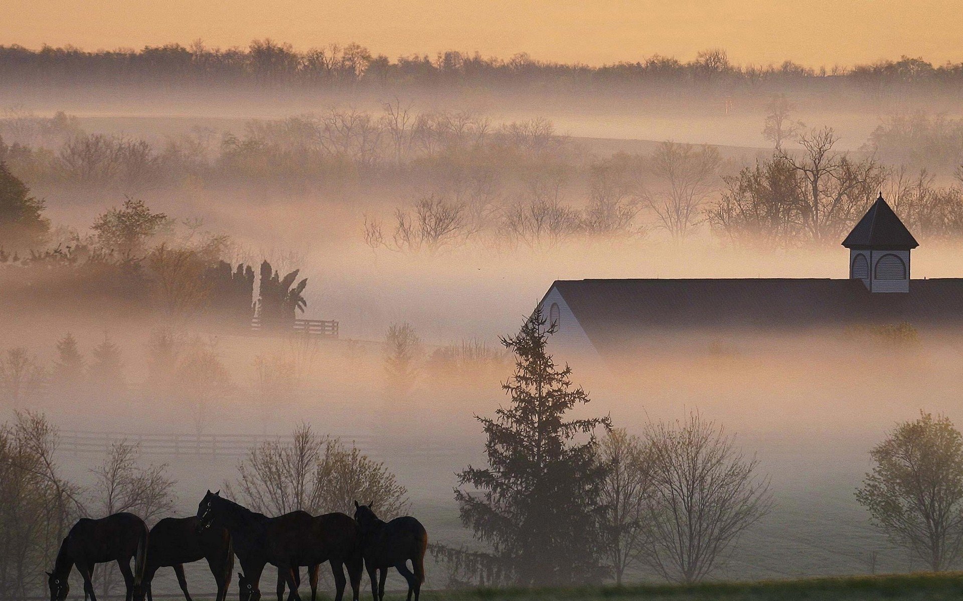 landscapes, Trees, Fog, Horses, Barn Wallpaper