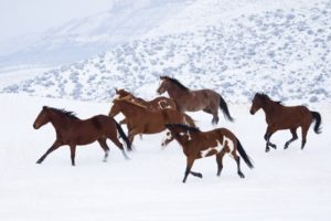 landscapes, Winter, Snow, Horses