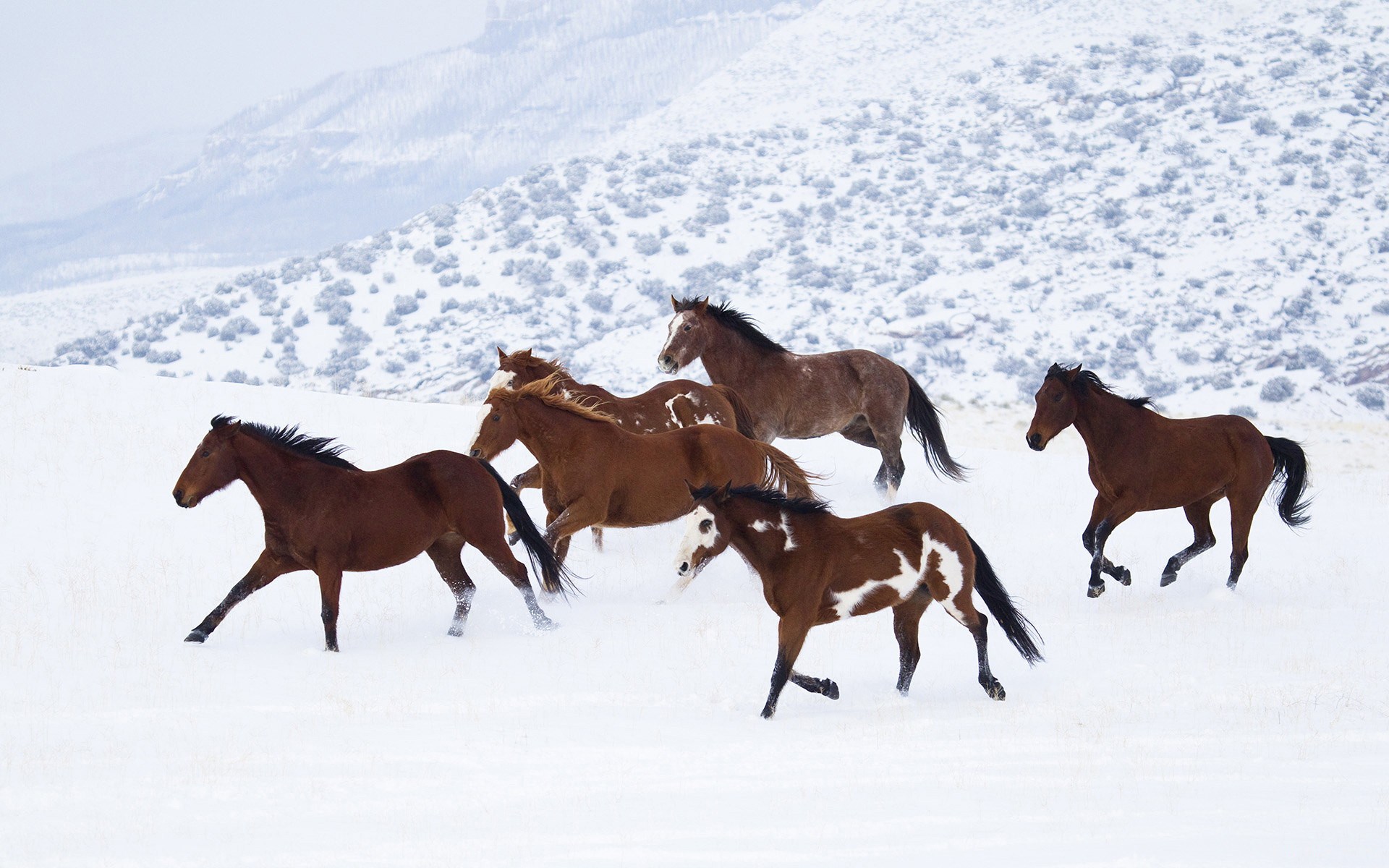 landscapes, Winter, Snow, Horses Wallpaper