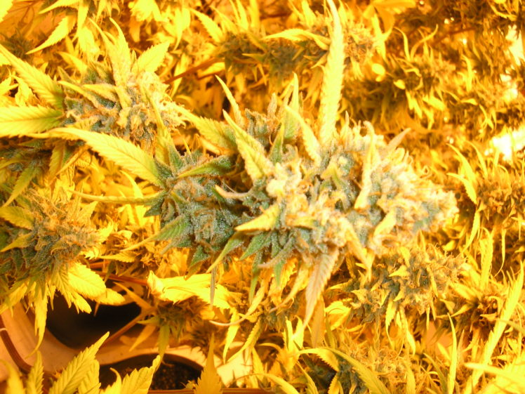 420, Mj, Marijuana, Leaves HD Wallpaper Desktop Background