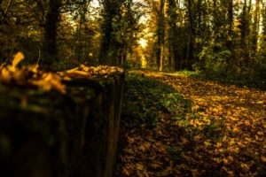 trees, Forest, Woods, Path, Trail, Landscapes, Autumn, Fall