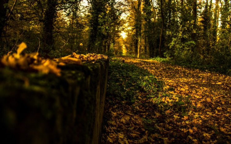 trees, Forest, Woods, Path, Trail, Landscapes, Autumn, Fall HD Wallpaper Desktop Background