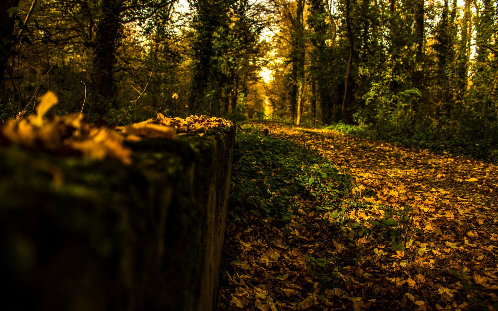 trees, Forest, Woods, Path, Trail, Landscapes, Autumn, Fall Wallpaper