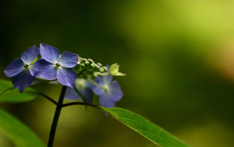 beautiful, Blue, Flower HD Wallpaper Desktop Background