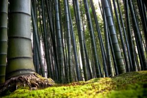 3d abstract, Wallpaper, Bamboo, Lanscape, Forest, 4000×2250