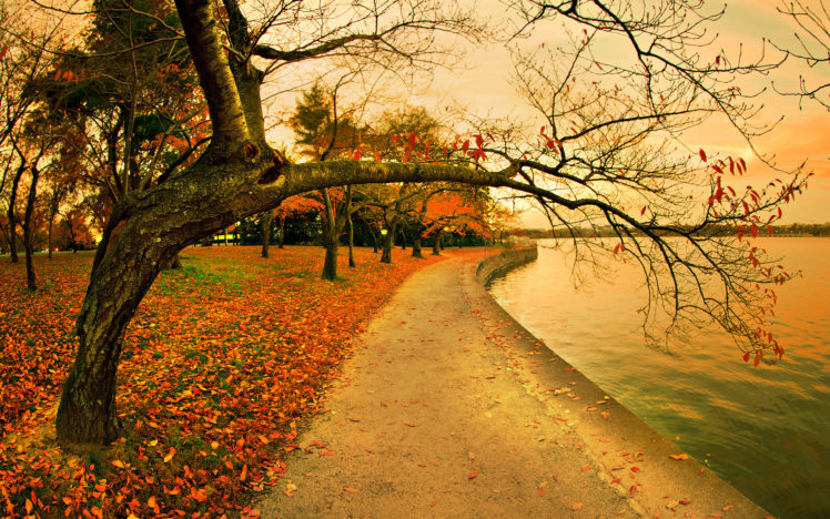 fall, In, The, Park HD Wallpaper Desktop Background