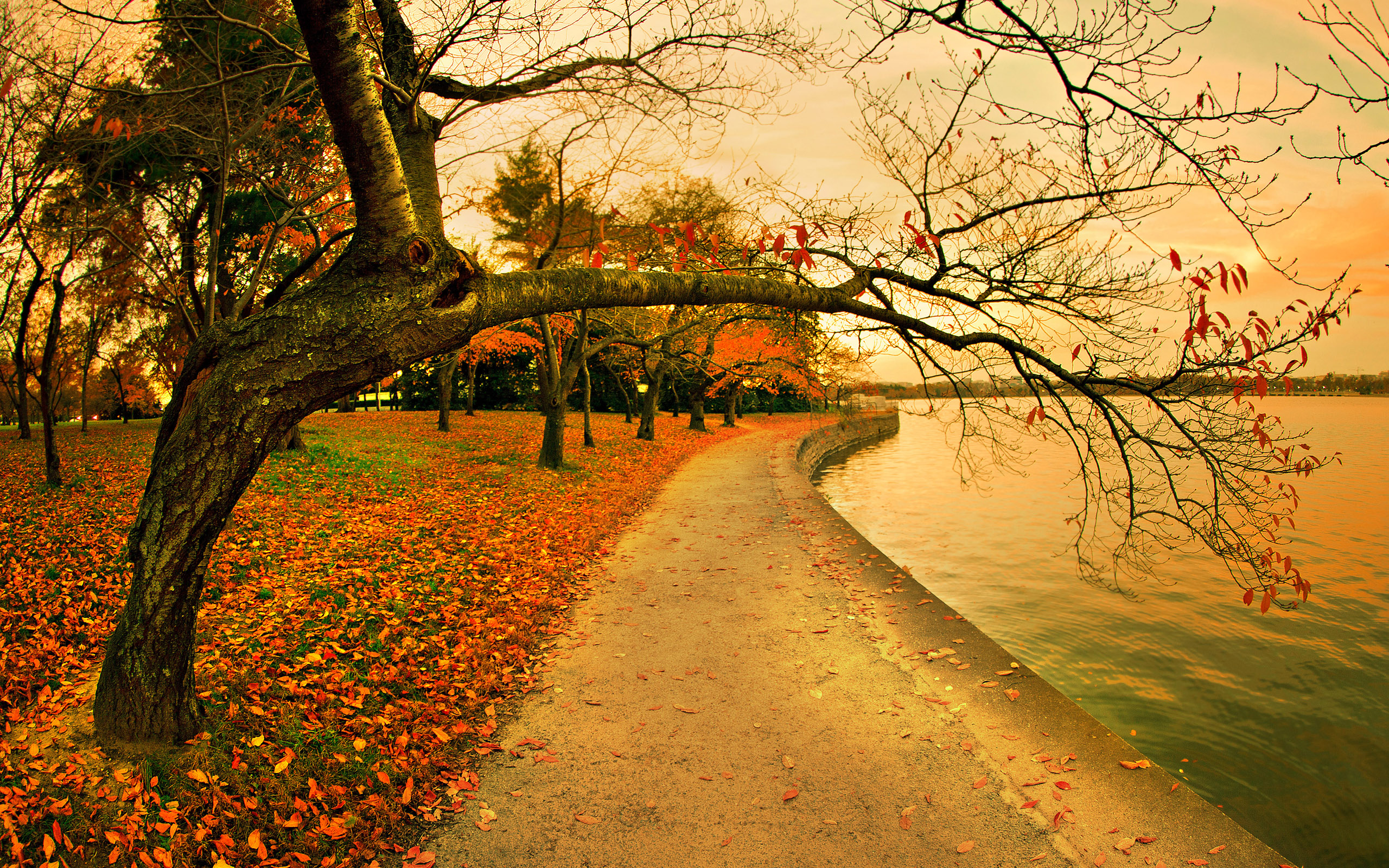 fall, In, The, Park Wallpaper