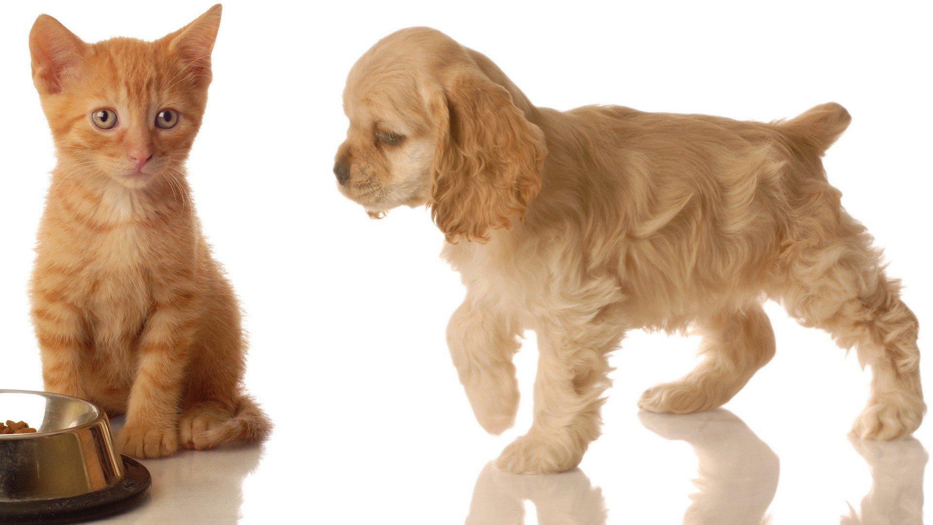 cats, Animals, Dogs Wallpaper